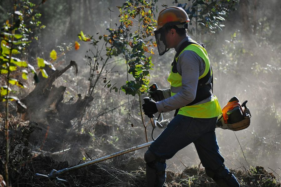 Forstarbeiter mit Motorsäge bei der Baumfällung im Wald