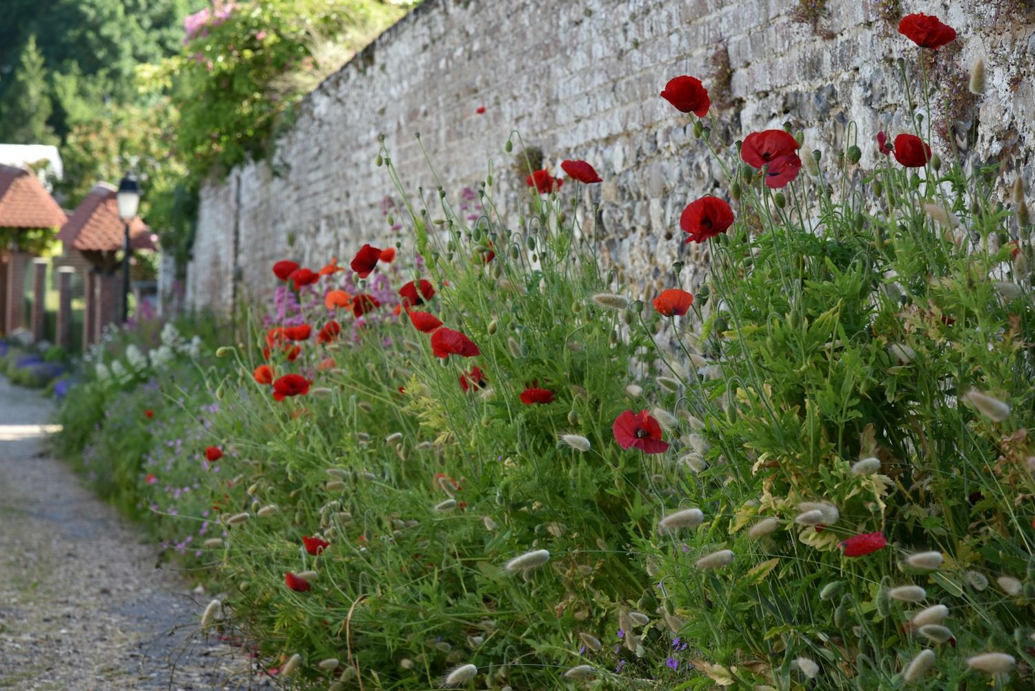 Natursteinmauer mit Mohn entlang eines Weges